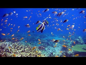 CNN A Large Scale Fish Dataset || Deep Learning KB3