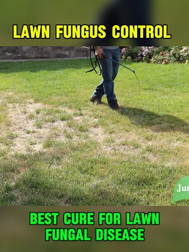 Effective Lawn Fungus Control for Healthy Grass
