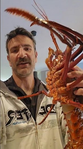 First Jumbo Cray! #jumbo #jumbocray #Crayfish