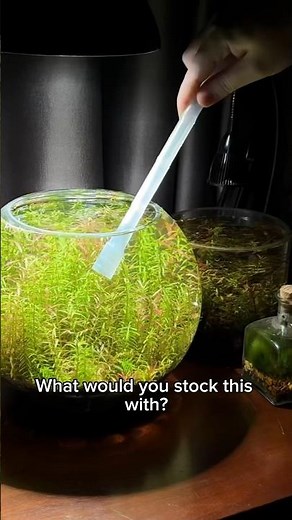 Easy bowl aquarium setup