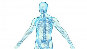 Transparent Human Body On White Background Stock Footage Video (100% Royalty-free) 3058405 | Shutterstock