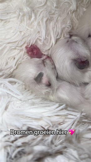 🤍 Zacht & puur Nog zo klein. Nog zo afhankelijk. En toch al zo compleet. Geboren in liefde. Opgegroeid in rust. 💛 #ragdoll #ragdollcat #ragdollkitten #ragdolls