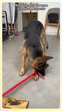 “Hilarious German Shepherd Moments You Can’t Watch Without Laughing!”