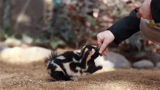 TURTLE BAY TUESDAY: Meet Squirt, a speedy western spotted skunk