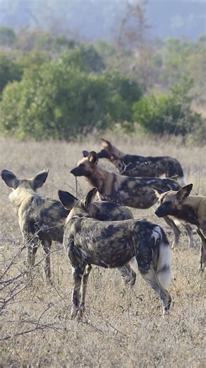 African Wild Dog the Most Successful Hunter | Painted Wolf Most Cooperative Predator