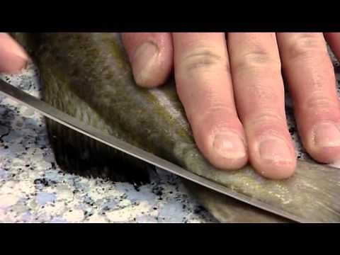 How to Fillet an Atlantic Cod | 406