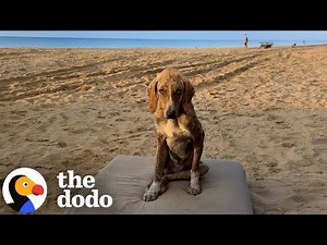 Gentlest Stray Dog Gets A Shed Built Just For Him | The Dodo
