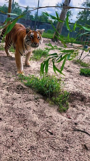 Playful Tiger Fun in Florida - Amazing Big Cat Moments