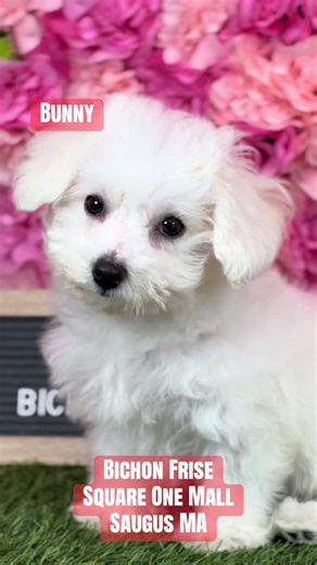 Bichon Frise Square One Mall Saugus MA | Bichon Frise