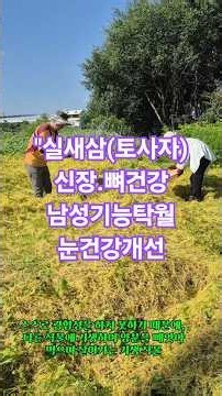 실새삼의효능&부작용 #실새삼효과#실새삼약효 #실새삼약효#실새삼토사자#토사자#실새삼기생식물#토사자부작용