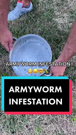 #armyworms #fypシ #turfgrass #fescuefreak #turfmaintenance #infestation #tiktoktips #northcarolina #larvae #fypage #grasstok