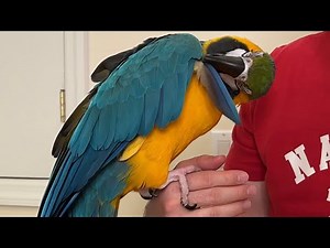 Macaw Molting Alula Feathers Caught on Camera