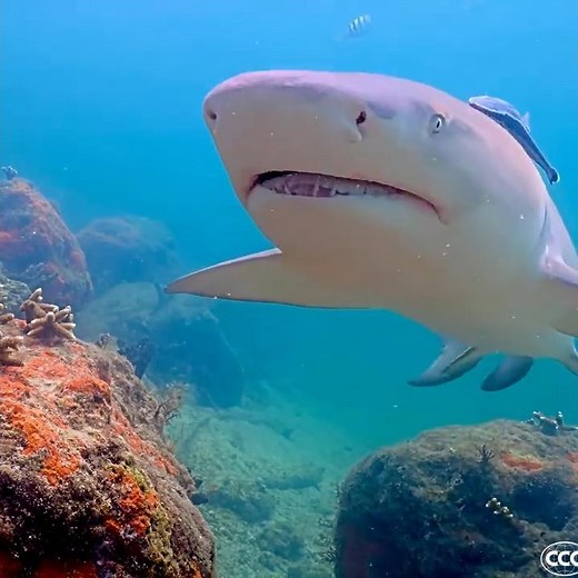 Coral City Camera | Lemon Shark Overhead! | 7.2.25