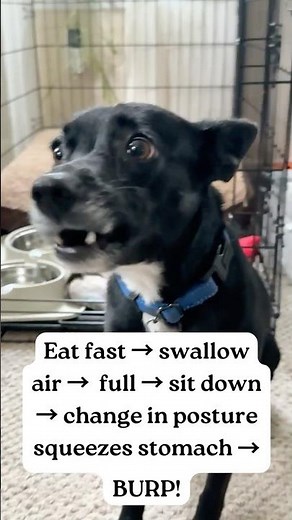 Funny Dog Burp After Meal! Meet Nellie the Gassy Pup: Why Dogs Burp Explained #dogshorts #funnypets