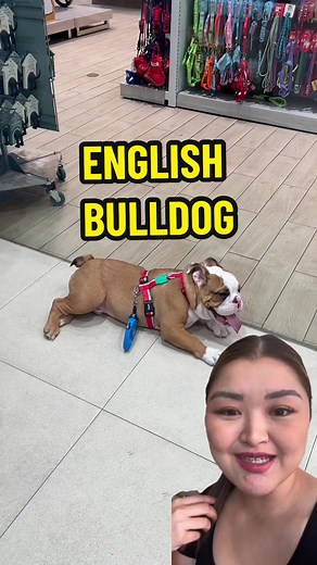 Fascinating Bulldog Facts You Didn't Know