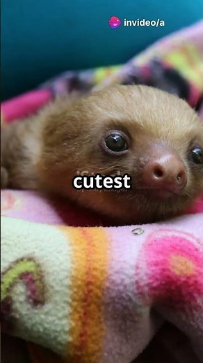 Baby Sloths Hug EVERYTHING 😭🦥💞 | Ultimate Cuteness Overload!