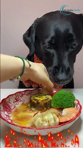 Nutritional Meal Plan for Your Labrador Retriever | Mr. Nghia Media
