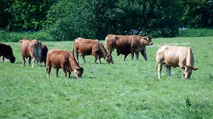 Cows, Cattle, Herd, Ruminants
