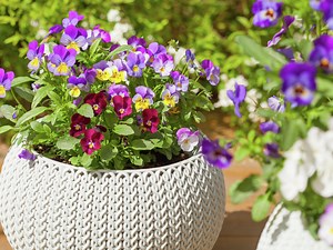 Planting And Growing Violets And Violas  - Bunnings New Zealand
