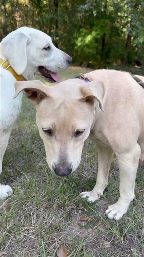 Adopt Anya 🐾 #adoptdontshop #animalrescue