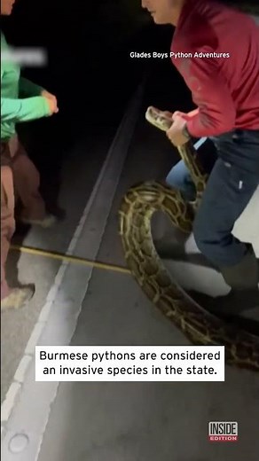 19-Foot Python is the Largest Caught in Florida #shorts