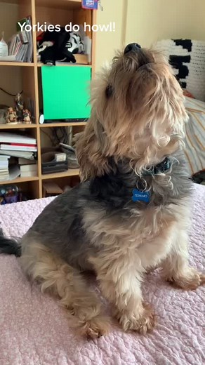 There is a truck outside that shouldn’t be there! #dog #dogsoftiktok #dogrescuestory #howling #howl #cutepie #doggie #yorkielover #yorkies #doggo