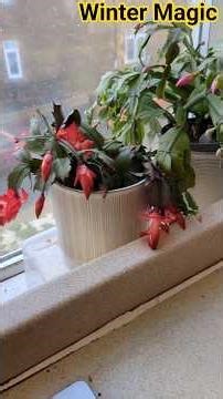 Winter Blooms 🌵💖 Do We Appreciate Nature Enough?