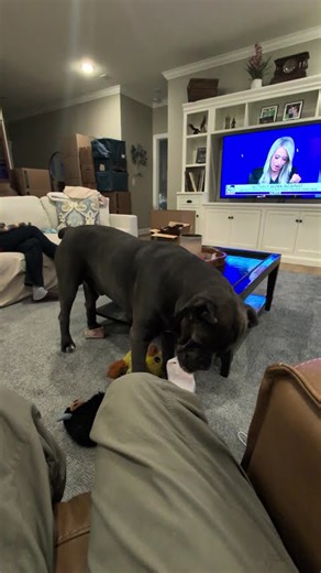 A Cane Corso's true purpose... and why I only have 8 toes left.