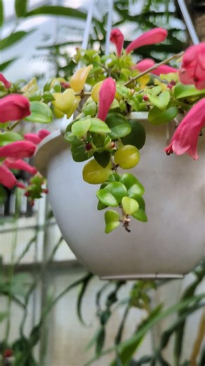 エキスナンサス エリプティクス温室花