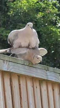 Mourning dove call / coo / sounds | Bird #shorts