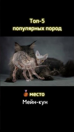 😻ТОП-5 самых популярных пород кошек #питомцы #ветклиника