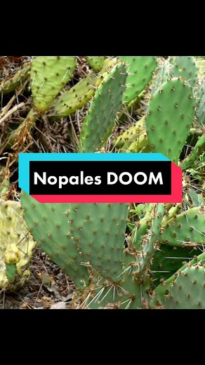 Polli Padilla (@pollipadilla) - Nopales DOOM: Aprende sobre Opuntias y su historia