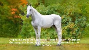 Holsteiner Horse