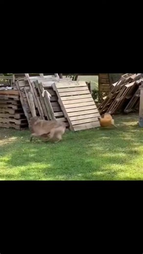 Chicken Chasing Dog: A Hilarious Pet Moment