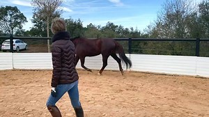 8.2K views · 154 reactions | ENERGY CONNECTION. Canter, trot,...