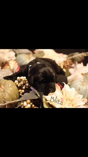 #Labrador #LabradorRetriever #puppies #missionready #fallinlove | Mission Ready Retrievers, Ltd.