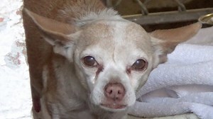 8.9K views · 268 reactions | RESCUED - moved to SAFE Album on 01/26...