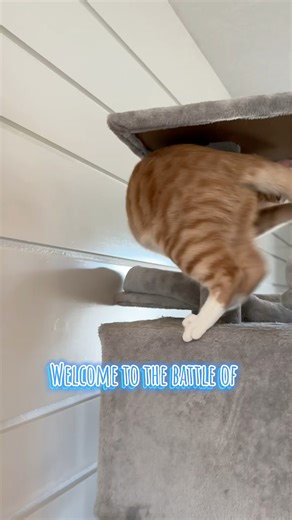 The never ending battle between raikou & his arch nemesis aka his own tail rages on yet some more today 👀😹…he briefly had victory in the clutches of his wittle mitten wearing paws but then things just seemed to slip away from him 🥲…maybe next time these two rivals square up will be the day he triumphs 😹🩵 #orangecat #pokemon #funnycat #fblifestyle #pumpkinlove #pokemon | Olivia Renee