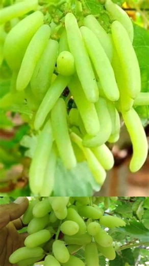 New Grapes Tree Planting Methods To Harvest Grapes! #shorts #satisfying #farming