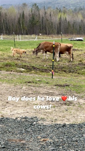 Best Farm Dog loving his cows! #lumnahacres #anatolianshepherdmix #farmdog #livestockguardiandog #cows #farmlife | Lumnah Acres