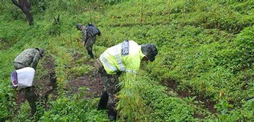 𝐋𝐢𝐦𝐚𝐧𝐠 𝐏𝐥𝐚𝐧𝐭𝐚𝐬𝐲𝐨𝐧 𝐍𝐚𝐭𝐚𝐠𝐩𝐮𝐚𝐧, 𝐏𝟓.𝟓𝐌 𝐇𝐚𝐥𝐚𝐠𝐚 𝐧𝐠 𝐌𝐚𝐫𝐢𝐣𝐮𝐚𝐧𝐚 𝐒𝐢𝐧𝐮𝐧𝐨𝐠 𝐬𝐚 𝐊𝐚𝐥𝐢𝐧𝐠𝐚 𝐚𝐭 𝐁𝐞𝐧𝐠𝐮𝐞𝐭 Naging matagumpay ang isinagawang serye ng marijuana eradication operations ng mga kapulisan ng Police Regional Office Cordillera Administrative Region (PRO CAR) matapos matuklasan ang aabot sa PhP5,500,000.00 na halaga ng marijuana sa mga lalawigan ng Kalinga at Benguet noong Agosto 10, 2025. Sa Kalinga, tatlong plantasyon ang nadiskubre sa 