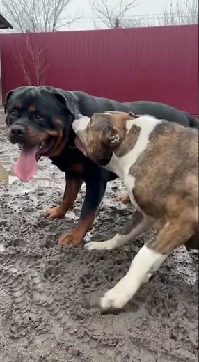 2 Giant Dogs Playing Aggressively? 😱 Rottweiler vs Pitbull Fun!