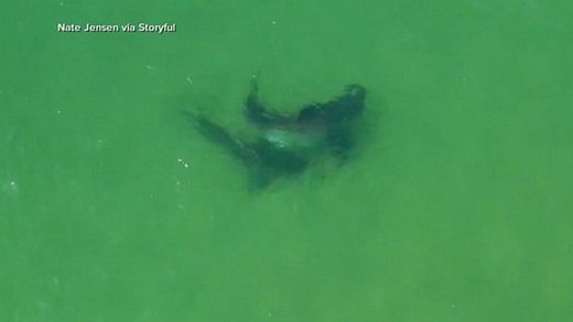2 great white sharks seen off Cape Cod