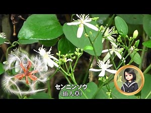 30秒の心象風景31591・名前の由来～センニンソウ～