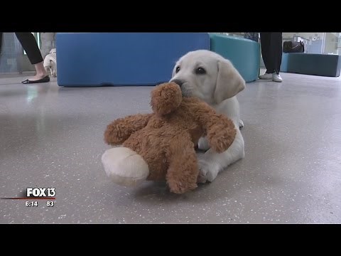 Southeastern Guide Dogs opens puppy academy