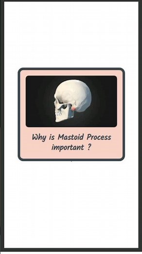Mastoid Process : Clinical Significance #medicalnotes