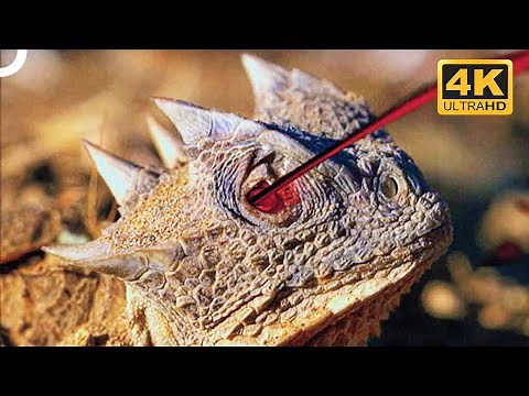 Horned Lizard That Shoots Blood From Its Eyes! | 4K Animal Documentary