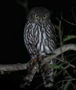 21K views · 279 reactions | Have you seen a Barking Owl in the...