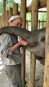 How an elephant eats an orange 🍊 | Elephant Havens Wildlife Foundation