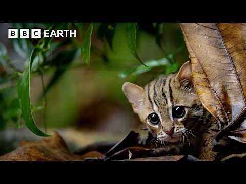 Clever Cats and Their Amazing Abilities | Big Cats Top Facts | BBC Earth Kids